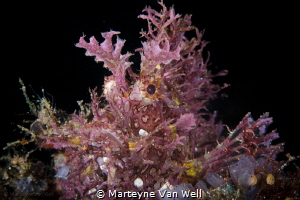 Weedy Scorpionfish / Rhinopias frondosa by Marteyne Van Well 